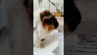 Iniciando LA TRAGACION 😬🐹#shorts #pets #viral