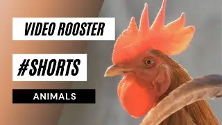 Video Rooster #shorts - 🐓rooster  video|  video #shorts hd