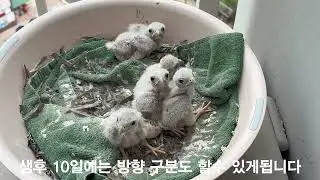 황조롱이 다큐멘터리 20710