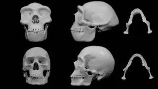 Homo Sapiens and the Domestication Syndrome: Physical and Behavioral Changes, Part 1