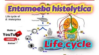 Entamoeba histolytica life cycle in hindi || Amoebiasis