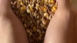 ASMR 🌾 Soft Seed Sounds in Hands for Sleep (No Talking)