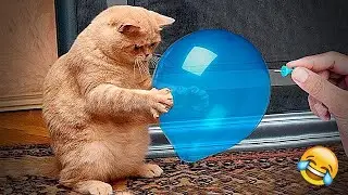 You Laugh You Lose 🤩 Funniest Cats and Dogs 2026😼🐾 Part 2
