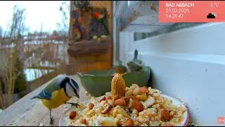 02.02. Februar beginnt ruhig 🐦 Vogelwelt live vom Fensterbrett