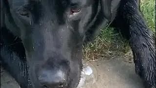 Puppy so eager to play he HAS DROOL BUBBLE!
