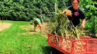 Harvesting Garlic on the Homestead | Homestead Vlog | June 30, 2023