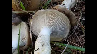 Hygrophorus latitabundus / llenega