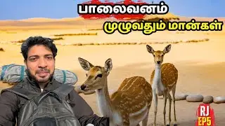 பாலைவன கிராமங்கள் அழகாக இருக்கிறது ராஜஸ்தான் | ராஜஸ்தானில் மான்களை கடவுளாக பார்க்கின்றனர்#travel