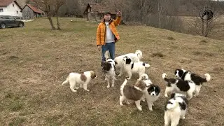 - KUJE SU MI U TEŠKOJ BORBI SA VUKOM SPASILE MLADU ŠTENAD -