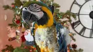 Merry Christmas from the Birdnerd