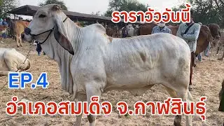 EP.4 #ราคาวัววันนี้ 18 ม.ค. 2569 #ตลาดวัวอำเภอสมเด็จจังหวัดกาฬสินธุ์ #วัวบราห์มันแดง-โบ๊ท #วัวเลี้ยง