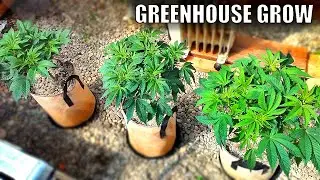Extreme Topping FULL Recovery! | Wedding Cake Grow Week 14