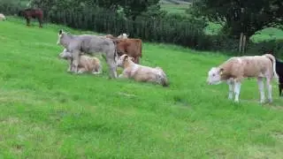 BETTER farm NI - Declan Rafferty and Aidan Quinn