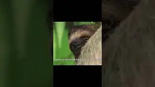 Why are Sloths so lazy? #animals #sloth #wildlife #lazyanimals