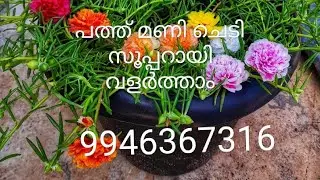 പത്ത് മണി ചെടി എങ്ങനെ വെക്കാം##pathu mani plant#gardening #