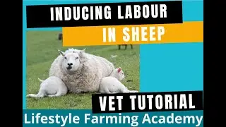 Induction of labor in sheep