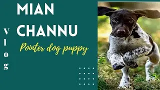 pointer qualited puppy check the head and tail
