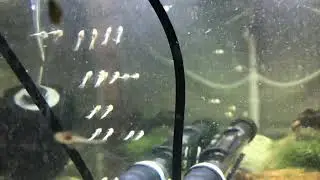 Long Fin Albino Bristlenose Fry