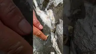 gold prospecting for beginner