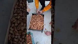 ##zahedi iran dates##iranlife##