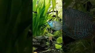 one little gourami in a big tank what is your tank size at home? let me know in the comments