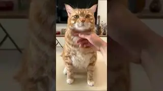 4 Ways Cats Test Your Respect 😼