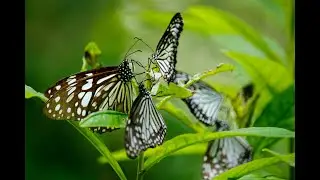 4k wildlife animal  60fps HDR (ULTRA HD)|| 2020  || DEMO || Collection Of Animals