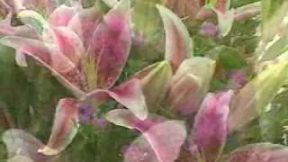 Red Rose Florist - Calgary