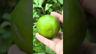 Nag kakayayaan mamitas ng dalandan sa kapitbahay 
