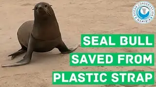Seal Bull Saved From Plastic Strap