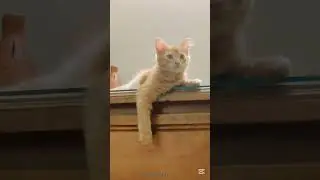 Our mr. pochi 🐱 #cute #kitten #cat #funtime #youtube shorts #viral #trending #subscribetomychannel