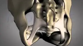 Functional Applications in Pelvic Rehabilitation- Part B Video: Kathe Wallace | MedBridge