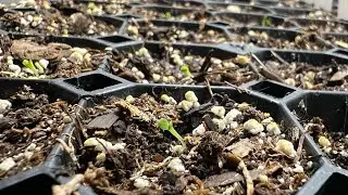 I forgot! Cold stratification of seeds for Baker Creek, Johnny&rsquo;s and MI Gardener