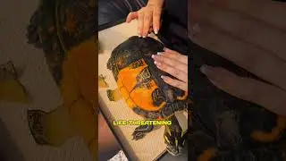 A Turtle Saved Just in Time 🐢 #shorts #viral #new #turtle #cute #moments