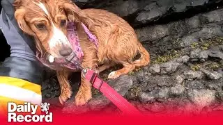 Dog saved by RLNI heroes after being stranded on cliff edge