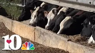 Tennessee farmers dealing with beef boom, soybean struggles