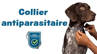 Seresto Collier antiparasitaire pour chien : la solution miracle contre les parasites