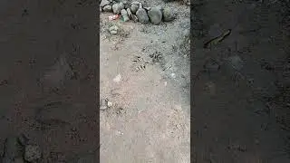 perisai pantang menyerah drama china ( sub indonesia