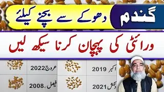 How to identify wheat variety from its seeds || Crop Reformer