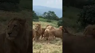 Two lion pride fight over throne #animals #lionslover #officialchannel #lionslife