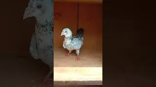 💖Nafta kabutar Male💖 #pigeon #kabootar #viral #kolkata #viral shorts#shorts#kabutar