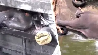 Les hommes voient quelque chose d'inhabituel dans le canal. Ils ont alors une idée brillante