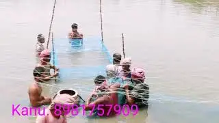 Pangasius fish .contact 8981757909 (Kanu)