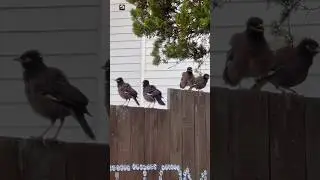 Myna bird sound