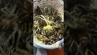 How many quail can fit in a basket ?