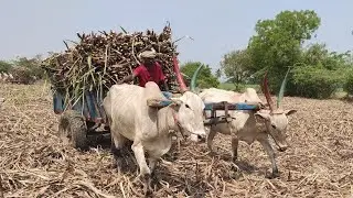 Bullock | Bullockcart heavy load more performance | cow videos | bullo ploughing | Bullockcart