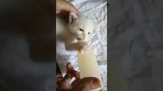 feeding poor orphan kitten #cat #kitten