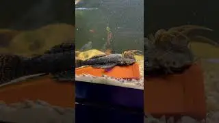 Male Bristlenose Pleco - Do You Like The Bristles? #shorts