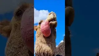 If you see a camel doing this, run away #shorts