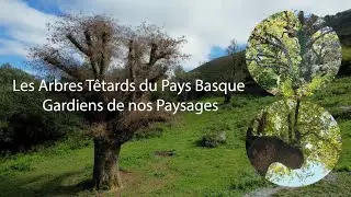 Les arbres têtards du Pays Basque gardiens de nos paysages